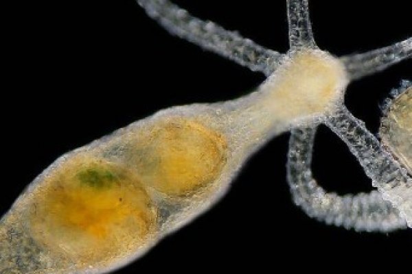 Кракен сайт официальный onion