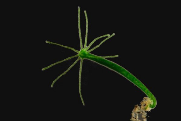 Что такое кракен маркетплейс в россии