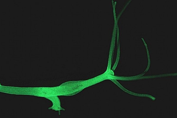 Kraken ссылка зеркало рабочее