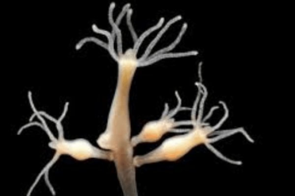 Kraken 13at сайт