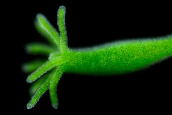 Кракен сайт сегодня