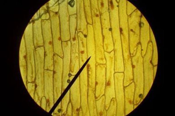Кракен даркнет поддержка
