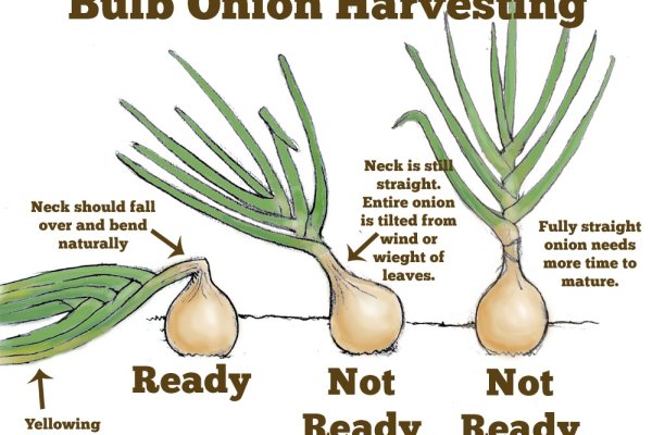 Кракен маркетплейс в россии
