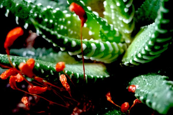 Аутентификатор кракен