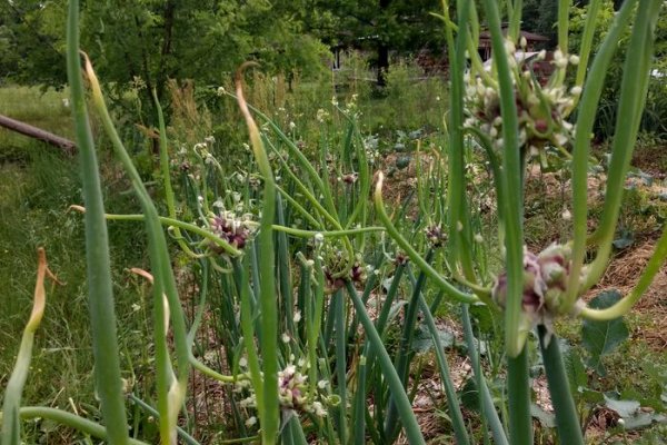 Что такое кракен сайт в россии