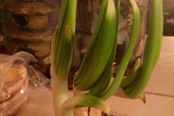 Кракен даркнет поддержка