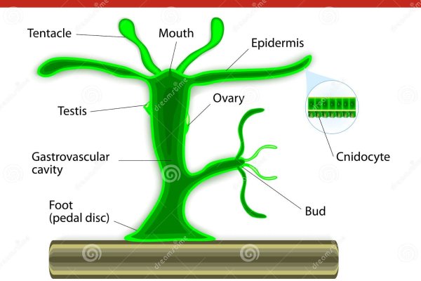 Kraken зеркала kr2web in